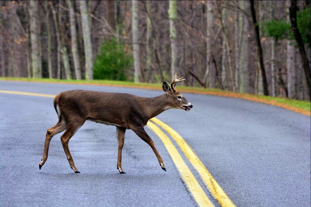 A white-tailed deer crosses a rural route in W.Va. photo courtesy WV Dept. of Commerce