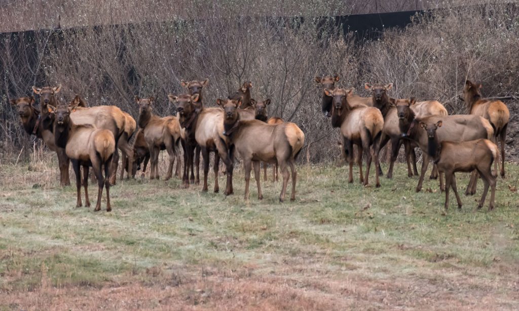 The 24 stocked in WV late in 2016 came from the Land Between the Lakes Elk and Bison Prairie in western Kentucky. Photo by John McCoy Gazette-Mail