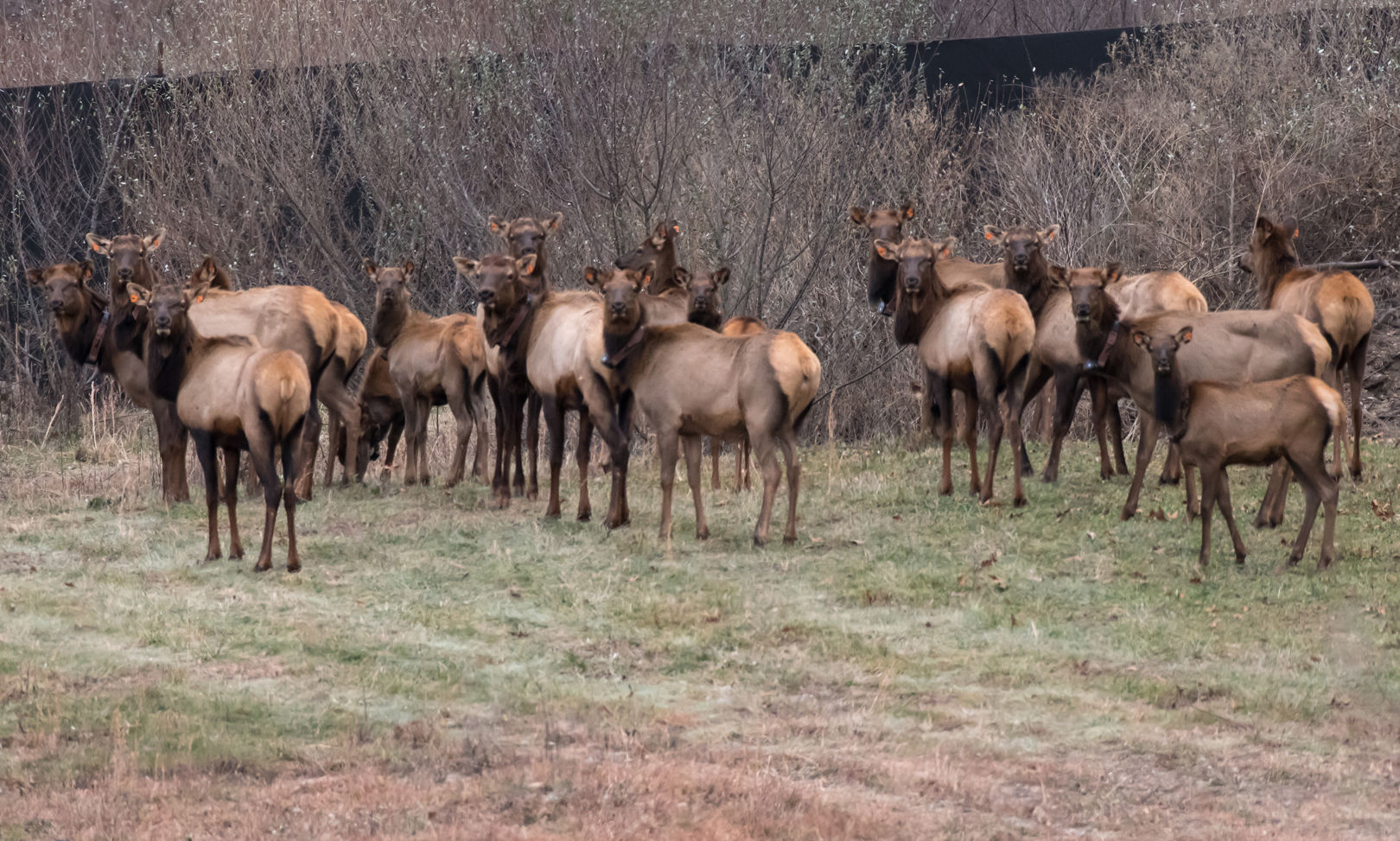 kentucky elk guide cost