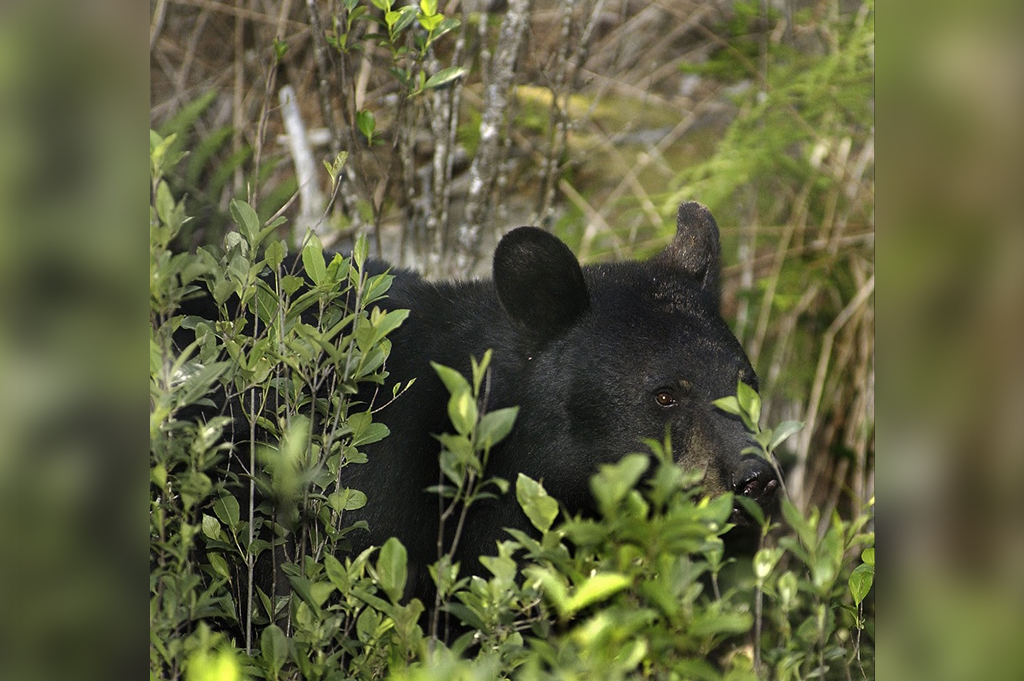 Division of Natural Resources Warns: Don't feed the bears! | The